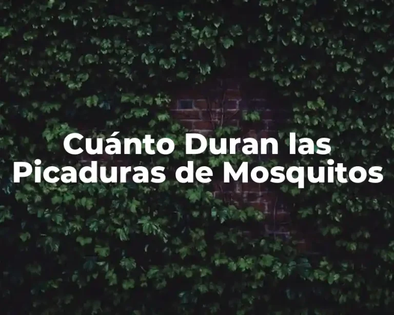 Cuánto Duran las Picaduras de Mosquitos