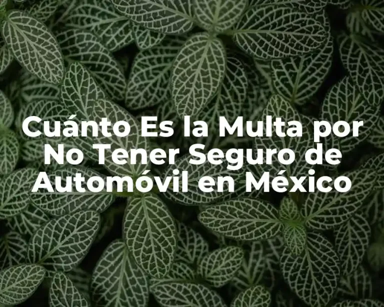 Cuánto Es la Multa por No Tener Seguro de Automóvil en México