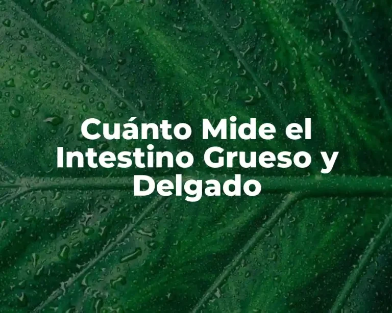 Cuánto Mide el Intestino Grueso y Delgado