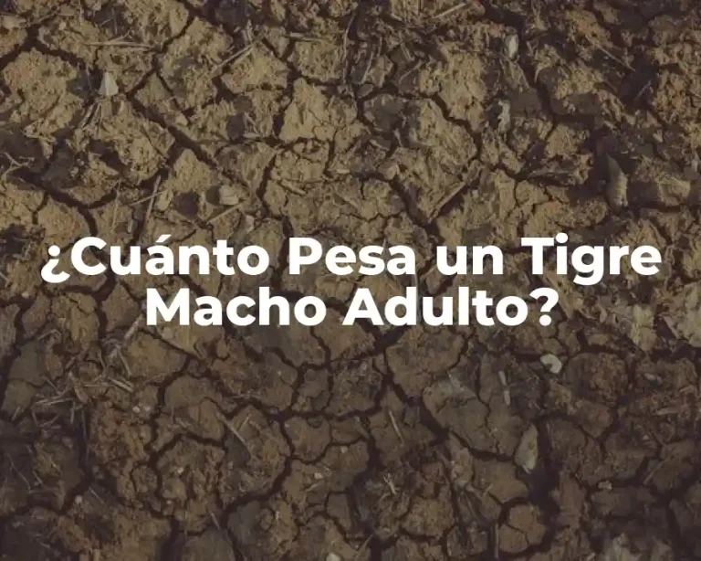 ¿Cuánto Pesa un Tigre Macho Adulto?