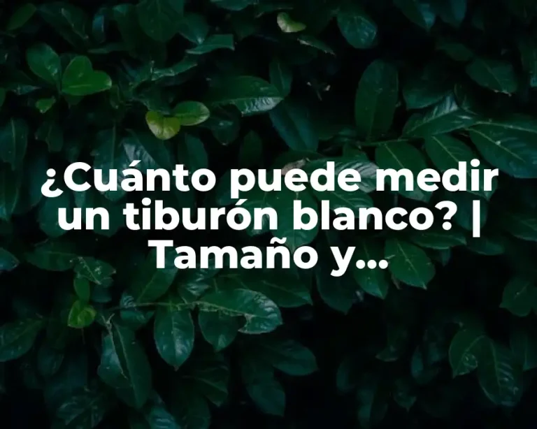 ¿Cuánto puede medir un tiburón blanco? | Tamaño y características