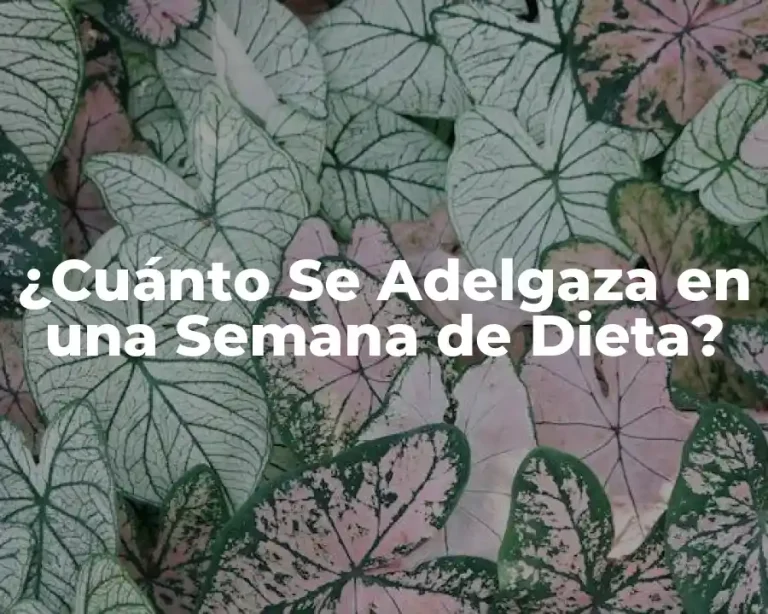 ¿Cuánto Se Adelgaza en una Semana de Dieta?