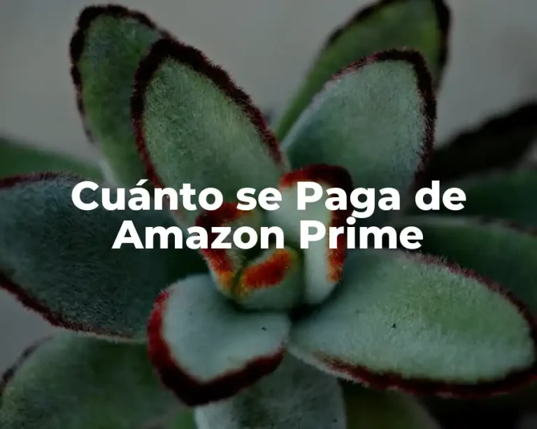 Cuánto se Paga de Amazon Prime