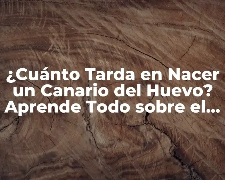 ¿Cuánto Tarda en Nacer un Canario del Huevo? Aprende Todo sobre el Proceso de Incubación