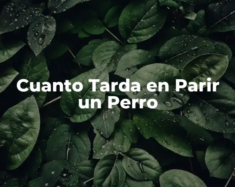 Cuanto Tarda en Parir un Perro