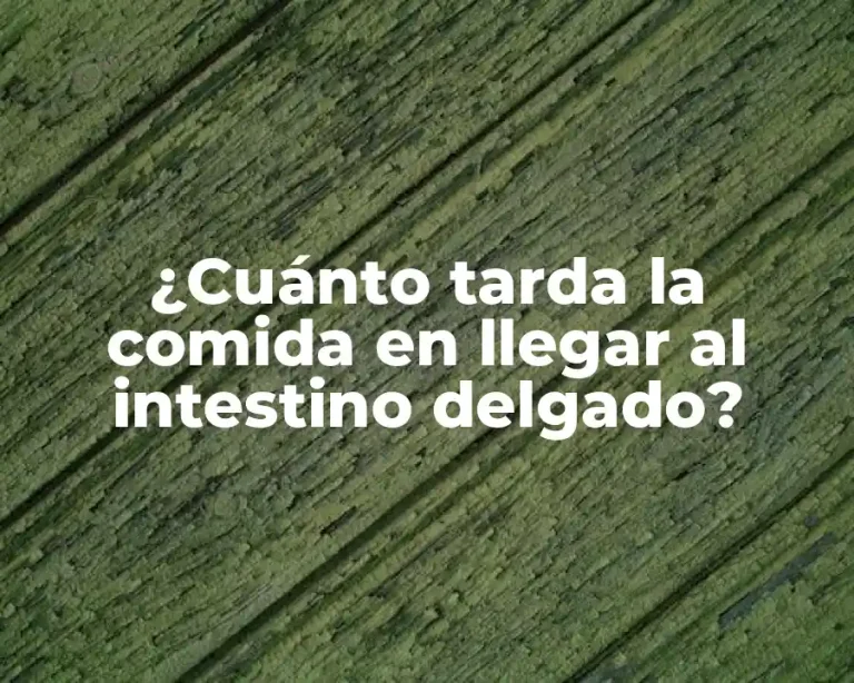 ¿Cuánto tarda la comida en llegar al intestino delgado?