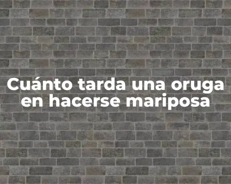 Cuánto tarda una oruga en hacerse mariposa