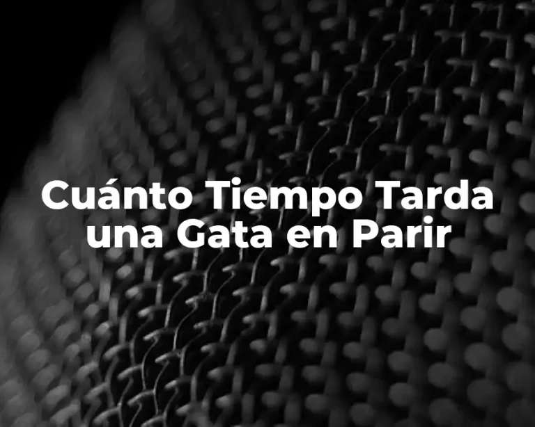Cuánto Tiempo Tarda una Gata en Parir