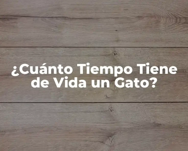 ¿Cuánto Tiempo Tiene de Vida un Gato?