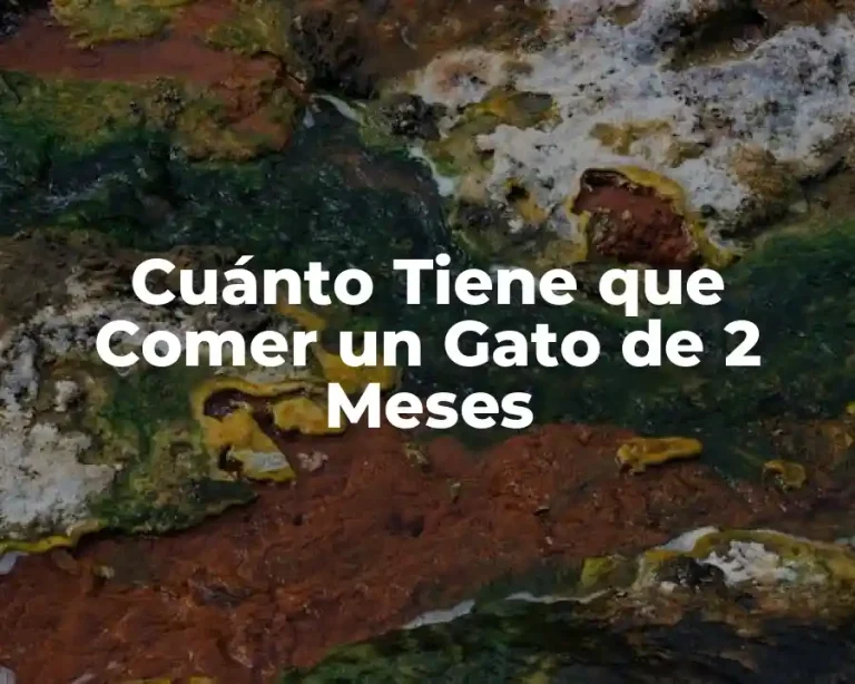 Cuánto Tiene que Comer un Gato de 2 Meses