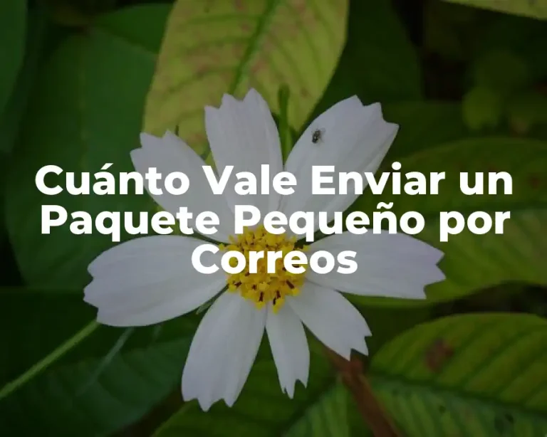 Cuánto Vale Enviar un Paquete Pequeño por Correos