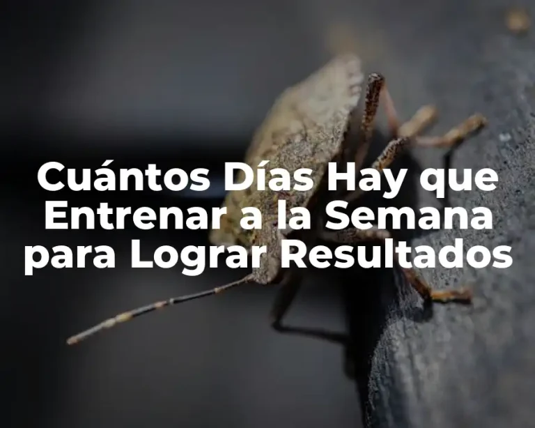 Cuántos Días Hay que Entrenar a la Semana para Lograr Resultados