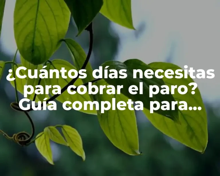 ¿Cuántos días necesitas para cobrar el paro? Guía completa para entender el proceso de desempleo en España