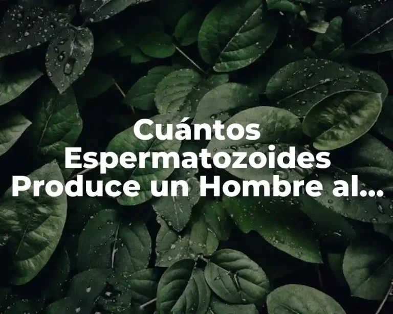 Cuántos Espermatozoides Produce un Hombre al Día