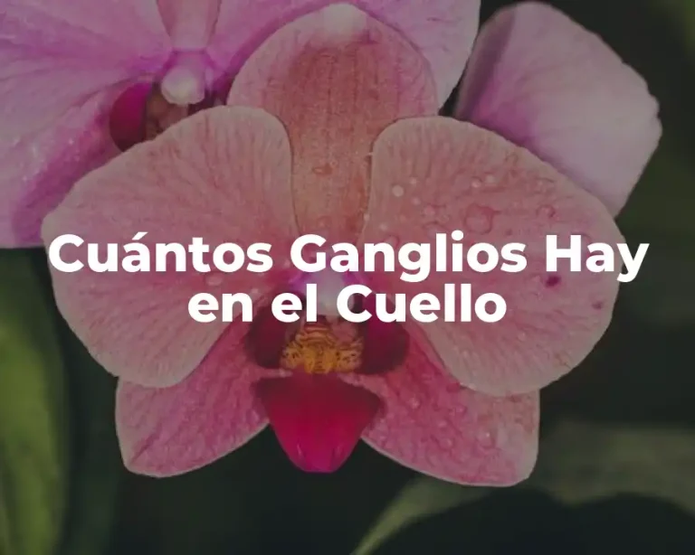 Cuántos Ganglios Hay en el Cuello