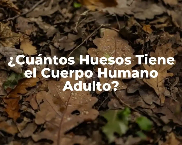 ¿Cuántos Huesos Tiene el Cuerpo Humano Adulto?