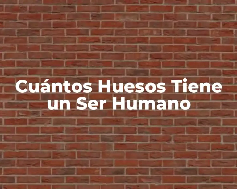 Cuántos Huesos Tiene un Ser Humano