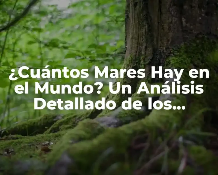¿Cuántos Mares Hay en el Mundo? Un Análisis Detallado de los Océanos y Mares del Planeta