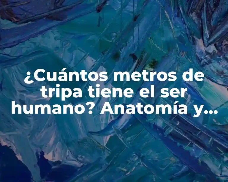 ¿Cuántos metros de tripa tiene el ser humano? Anatomía y función del intestino
