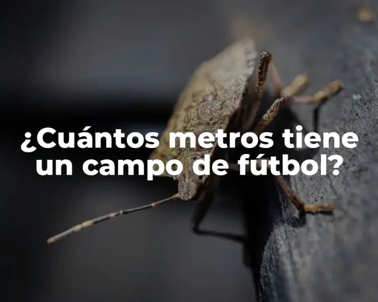 ¿Cuántos metros tiene un campo de fútbol?