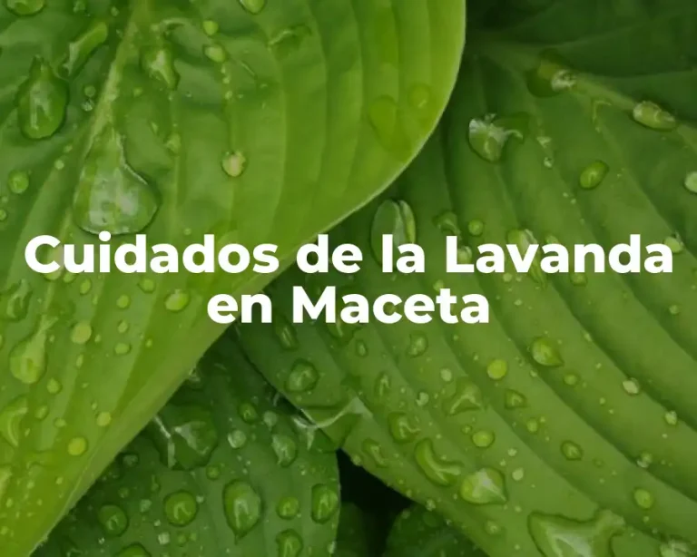 Cuidados de la Lavanda en Maceta