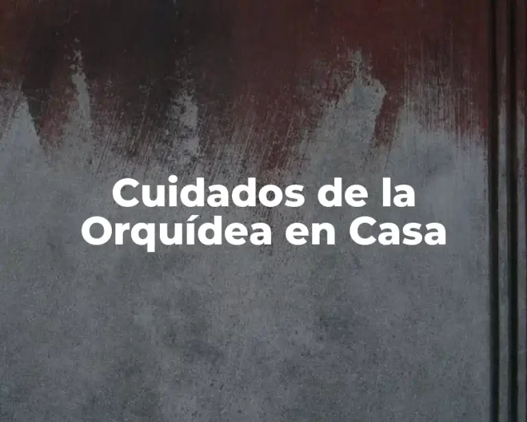 Cuidados de la Orquídea en Casa