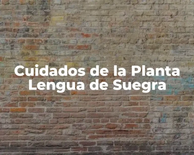 Cuidados de la Planta Lengua de Suegra