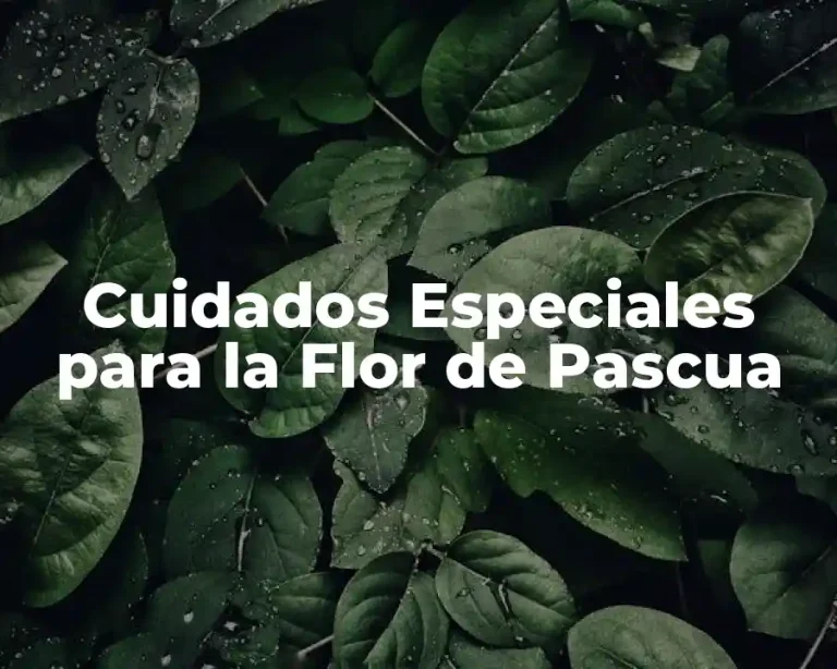 Cuidados Especiales para la Flor de Pascua