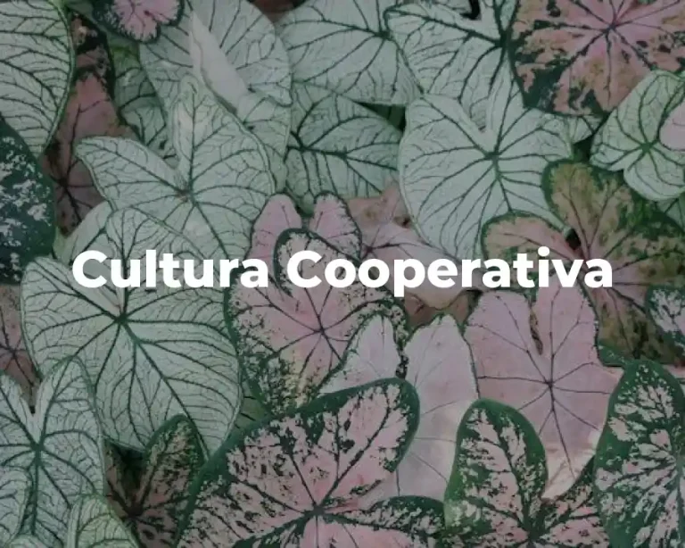 Cultura Cooperativa