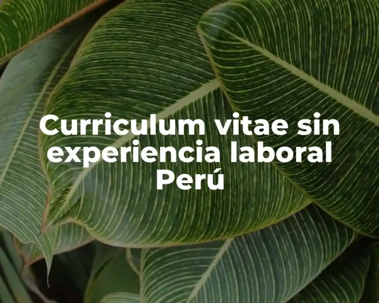 Curriculum vitae sin experiencia laboral Perú
