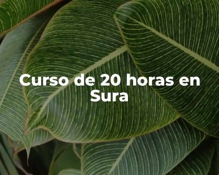 Curso de 20 horas en Sura