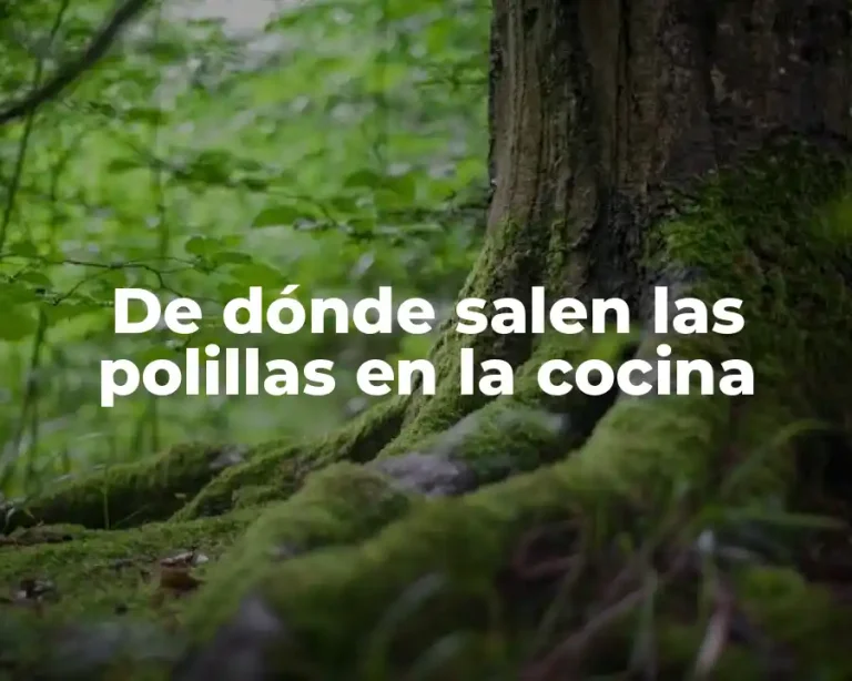 De dónde salen las polillas en la cocina