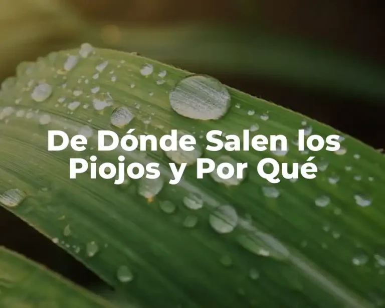 De Dónde Salen los Piojos y Por Qué