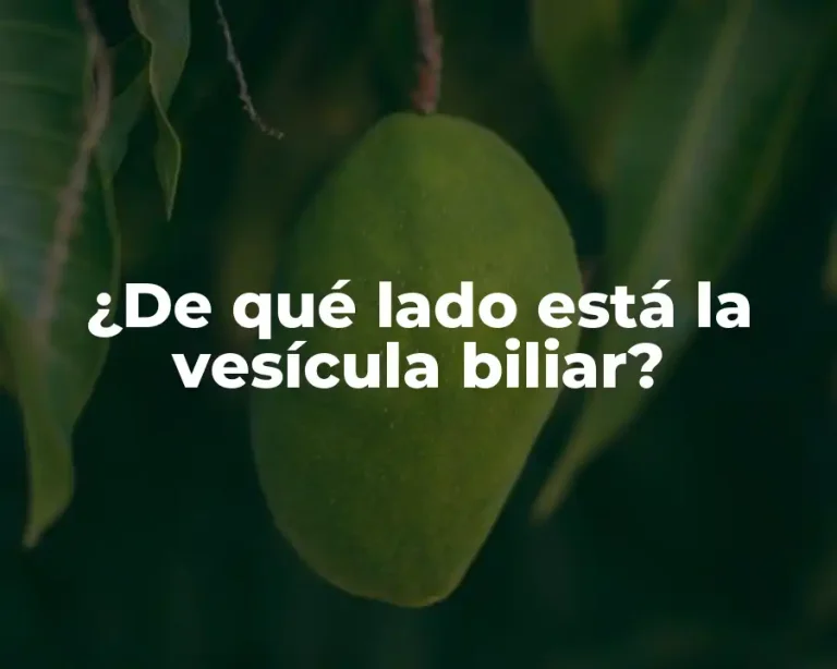 ¿De qué lado está la vesícula biliar?