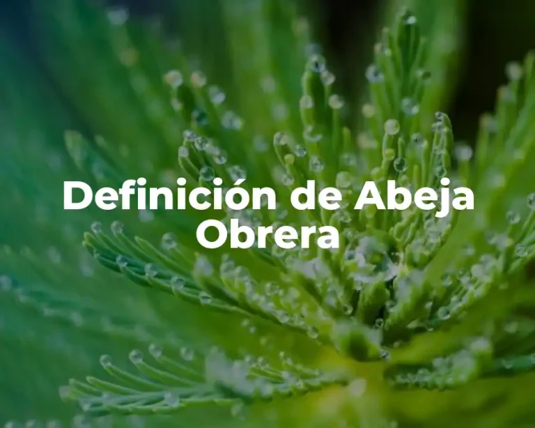 Definición de Abeja Obrera