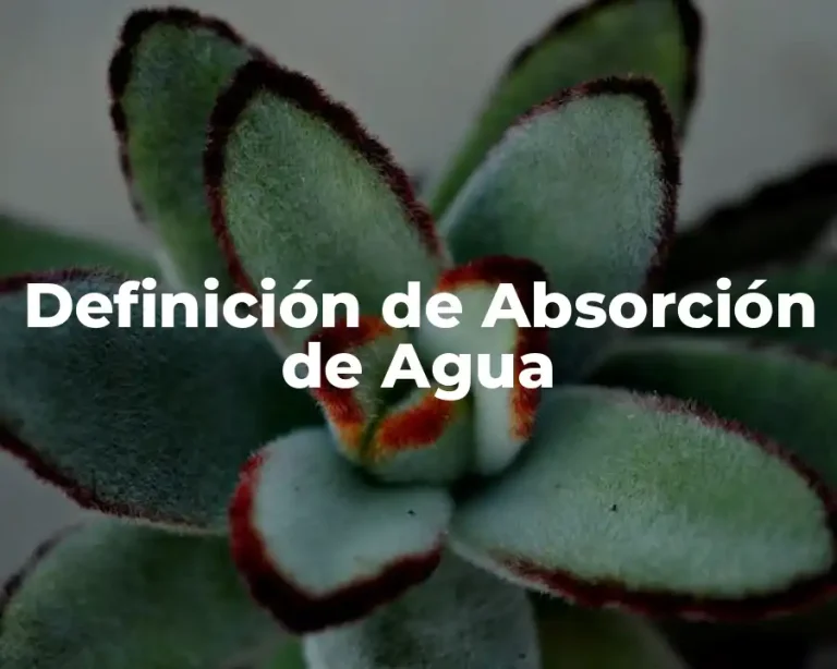 Definición de Absorción de Agua