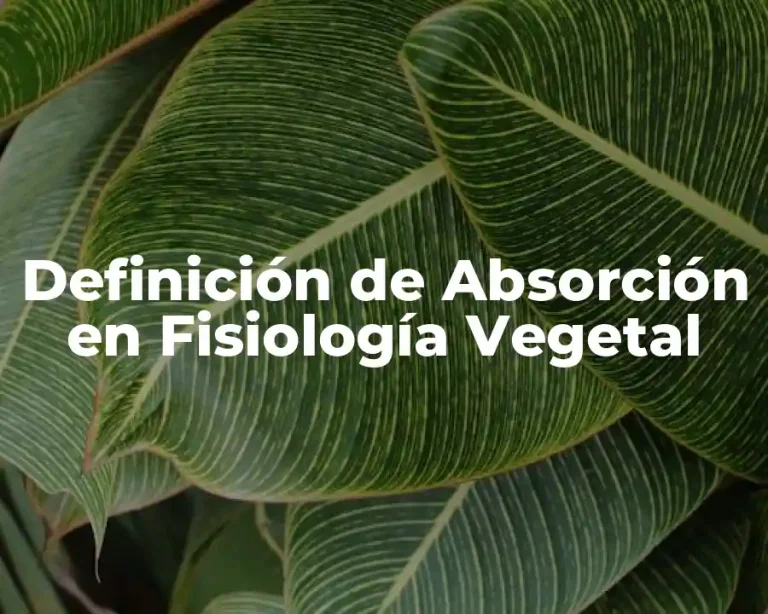 Definición de Absorción en Fisiología Vegetal