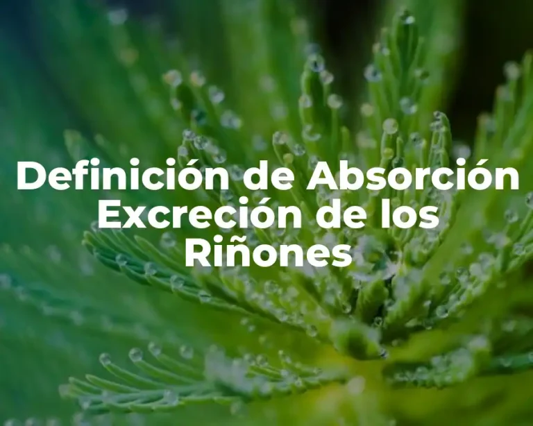 Definición de Absorción Excreción de los Riñones