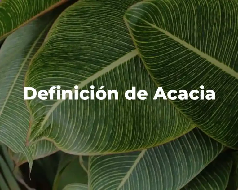 Definición de Acacia