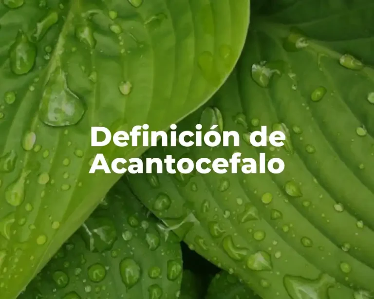 Definición de Acantocefalo