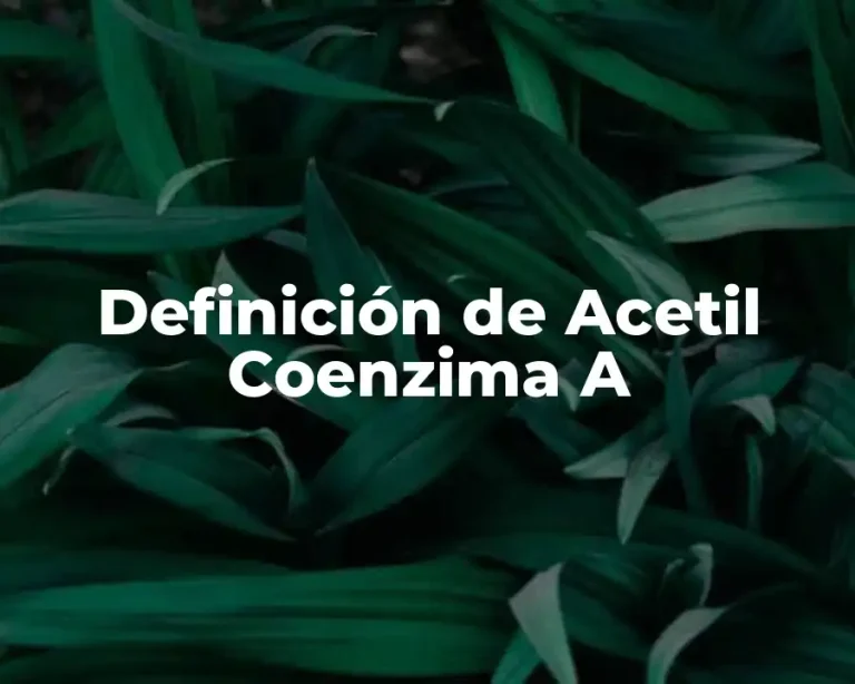 Definición de Acetil Coenzima A