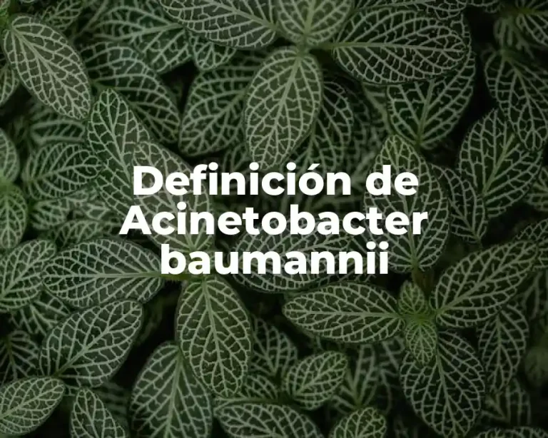Definición de Acinetobacter baumannii