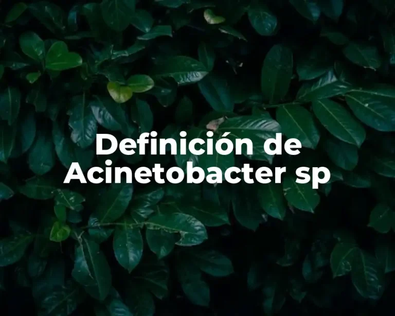 Definición de Acinetobacter sp