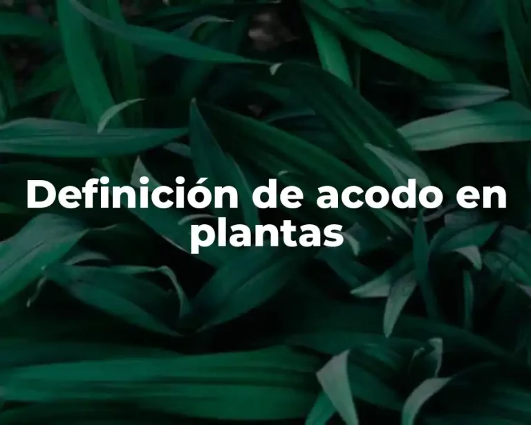 Definición de acodo en plantas