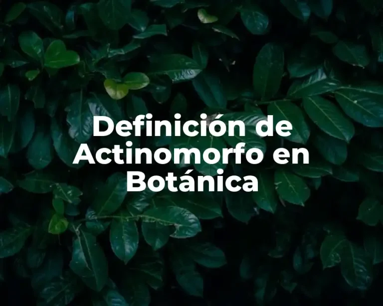 Definición de Actinomorfo en Botánica