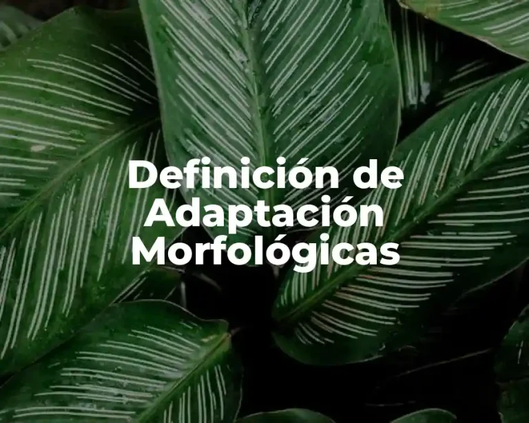 Definición de Adaptación Morfológicas