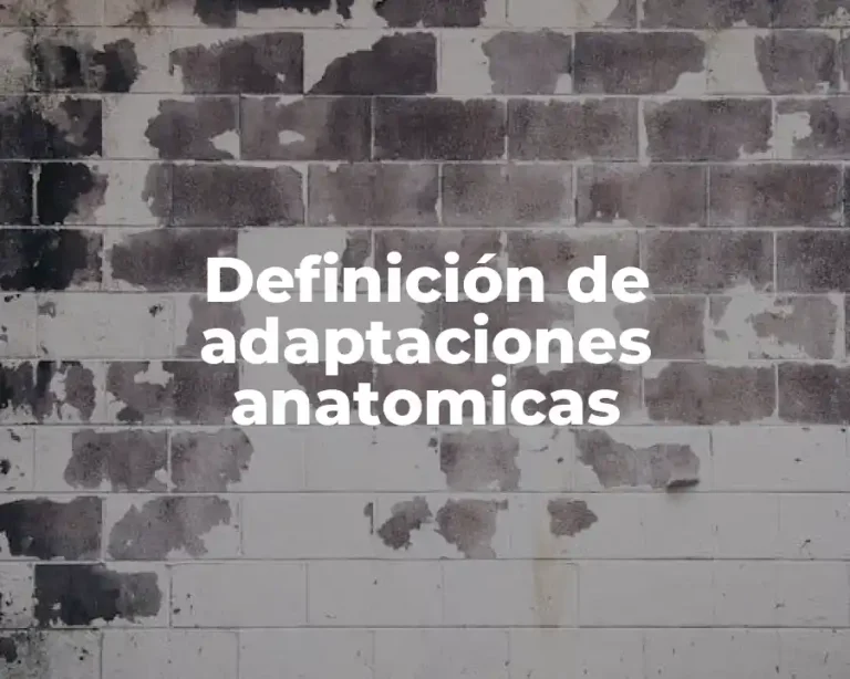 Definición de adaptaciones anatomicas