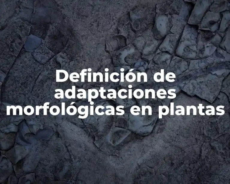 Definición de adaptaciones morfológicas en plantas