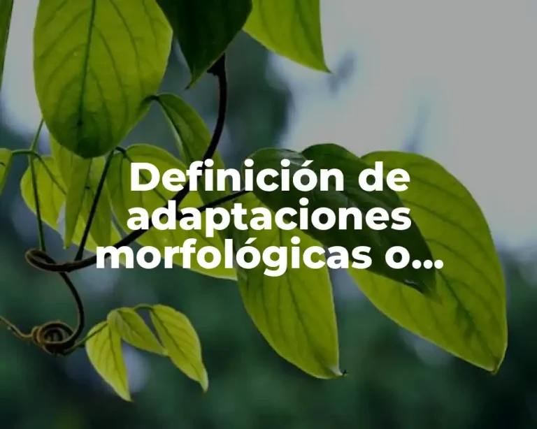 Definición de adaptaciones morfológicas o anatómicas