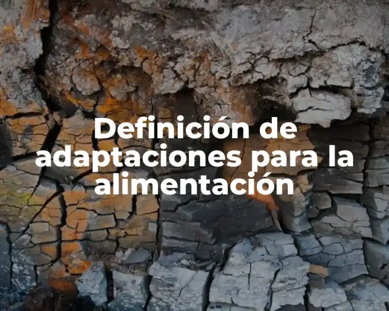 Definición de adaptaciones para la alimentación